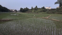 良田固本 产业兴村——解读邵阳北塔区沐三村的振兴密码