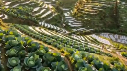小胖避暑记 | 海拔900米，专“种”高山甜！桂东蔬菜，一口就“服”
