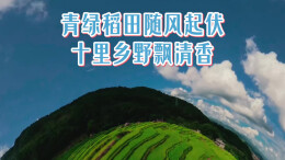 青绿稻田随风起伏，十里乡野飘清香丨湖南真美
