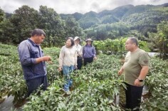 城步：省级专家把脉支招 高山蔬菜丰收在望