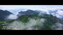 桑植白茶丨赴浅夏之约，遇青山清风与白茶