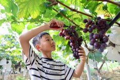 新邵：葡萄满枝丰收旺 农旅融合兴乡村