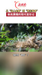 新晃70·正青春⑪｜特色产业篇：黄精“变形记”