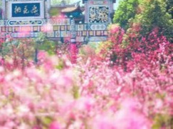 桃花源里