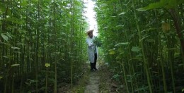 全球麻类资源最丰富的研发中心，竟然就在长沙