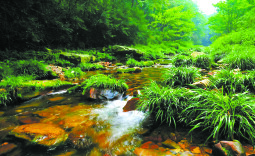 溪涧鲵影常驻武陵山水——湖南张家界大鲵国家级自然保护区物种保护与流域修复纪实
