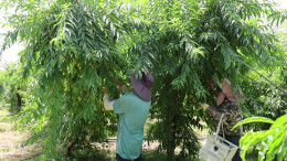 津市药山鹰嘴桃迎来采摘旺季