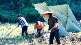 特色产业助农增收！花垣一新村200余亩高山玉竹迎来采收期