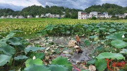 龙山这口藕，市场抢着要  