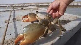 想不到的中国经济｜来看沙漠边上的“海鲜”