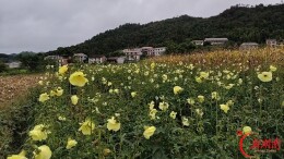 黄蜀葵绽放“致富花”，绘就乡村振兴新图景