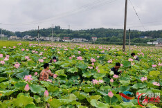 首栽即双收！湘乡市龙洞镇泉湖村湘莲二次盛发