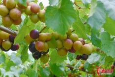 葡萄界的“天花板”！湘潭这里的“马斯卡丁葡萄”即将上市