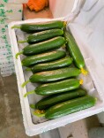 “水果型蔬菜”为何贵