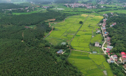 安仁县洋际村：一棵300年重阳树与千亩稻田的“相守约定”
