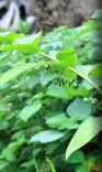 “链”在娄底|全过程人民民主铺就梅山致富路@湖南日报
