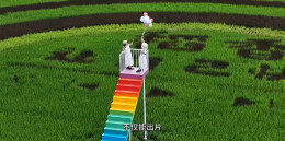 视频 | 走！去桂东稻海“画”中游，邂逅限定版“多巴胺”风景