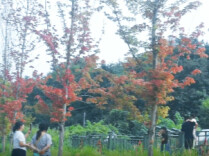 武冈市国防教育基地百亩红枫进入最佳观赏期