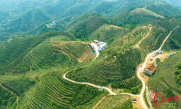 展商推介：赴潇湘之约，以梧茶为媒｜乔一通天顶六堡茶亮相2026湖南旅博会