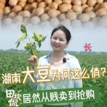 田坎侃丨从贱卖到抢购！湖南大豆为何这么俏？