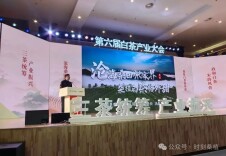 “桑植白茶格外甜”闪亮白茶产业大会