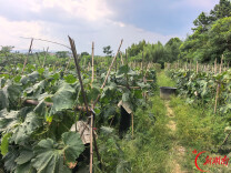 冬瓜销售背后的法治温度——东安县司法局与东安监狱“五项工作”纪实