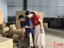 法治护航“黄金果”“绿宝石” 永顺法院走访省人大代表