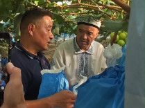 新疆大叔到访澧县，和葡萄种植大户聊嗨了：“我也是种葡萄的”