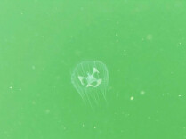 珍稀桃花水母现身九观桥水库 见证衡山水域生态持续优化