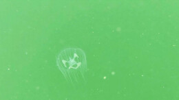 珍稀桃花水母现身九观桥水库 见证衡山水域生态持续优化