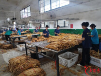 嘉禾县石桥镇：烟叶分级现场“热”度拉满
