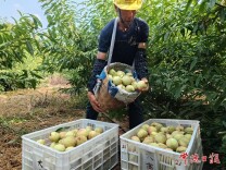 桃源热市镇：千亩蜜桃富乡村