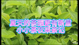 我的暑假作业Vlog丨安化县东坪完小聂瑾轩：小小茶农采茶记