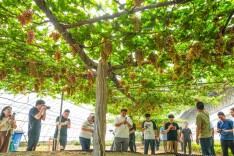 葡萄藤展开足有300平方米！大兴采育有位“藤王”