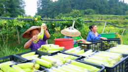 供不应求！花垣岩科村白玉丝瓜成市场“抢手货”