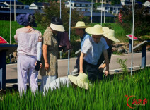 湖南省植保植检站来桑植县开展植保重点工作调研