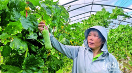 湘潭绿丰基地“秋丝瓜”抢鲜上市 直播一小时“抢”光200公斤