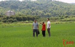 以监督“通渠”引民心“活水”  郴州苏仙区靶向监督护航百亩抛荒田“换新装”