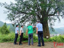 守护湘江源 瑶乡筑屏障 永州金洞公安以“双见面”机制激活林区生态警务新动能