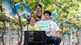公益直播进果园