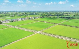 湖南日报头版图片新闻|南县三仙湖镇稻虾共养基地青翠盎然