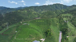 湖南洞口：从“消暑小食”到“文旅IP”雪峰山下一碗红茶凉粉的融合密码