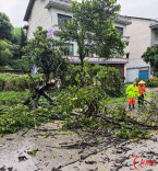 涟源市公路建设养护中心快速处置倒伏树保畅通