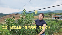 视频|涟源：脆蜜金柑“花果同枝”管护忙