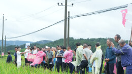 田间鉴良种！湘乡观摩低镉优质中稻新品种，助农稳产增收