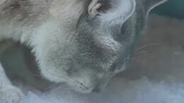 企业聘请48只“猫员工”，担任产品体验官