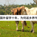 乡村天地宽！90后“牛倌”王子豪的人生新“牧场”