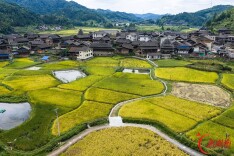 山野存诗意 稻田染秋韵