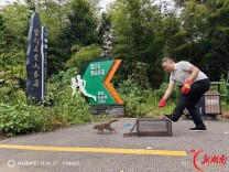 杏子铺镇成功救助放生国家二级保护动物豹猫