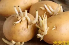 看完《欢迎来龙餐馆》：发芽土豆为什么不能吃